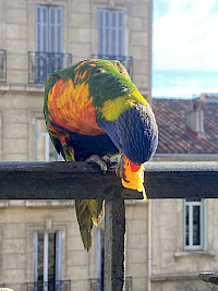 piwi